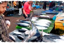 Pasokan Menipis, Harga Ikan Laut Segar di Aceh Bertahan Tinggi Sejak Lebaran Pasokan Menipis, Harga Ikan Laut Segar di Aceh Bertahan Tinggi Sejak Lebaran