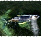 Paus Panjang Paus Bungkuk Jerman, Terjebak Lagi di Pasir Dangkal Paus Panjang Paus Bungkuk Jerman, Terjebak Lagi di Pasir Dangkal