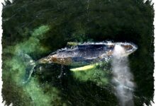 Paus Panjang Paus Bungkuk Jerman, Terjebak Lagi di Pasir Dangkal