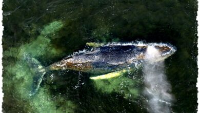 Paus Panjang Paus Bungkuk Jerman, Terjebak Lagi di Pasir Dangkal