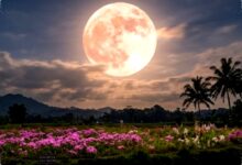 Pink Moon Mengintip Langit Indonesia, Ini Waktu Terbaik Dan Alasan Langitnya Berbeda