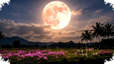 Pink Moon Mengintip Langit Indonesia, Ini Waktu Terbaik Dan Alasan Langitnya Berbeda