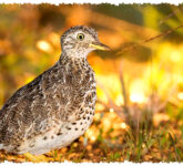 Plains Wanderer, Burung Langka Australia yang Terancam Punah Meski Punya Peran Unik Plains Wanderer, Burung Langka Australia yang Terancam Punah Meski Punya Peran Unik