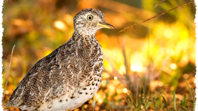 Plains Wanderer, Burung Langka Australia yang Terancam Punah Meski Punya Peran Unik