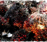 Rahasia Sawit yang Terabaikan, Dari Limbah Menjadi Nilai Ekonomi Tinggi