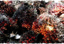 Rahasia Sawit yang Terabaikan, Dari Limbah Menjadi Nilai Ekonomi Tinggi Rahasia Sawit yang Terabaikan, Dari Limbah Menjadi Nilai Ekonomi Tinggi