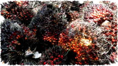 Rahasia Sawit yang Terabaikan, Dari Limbah Menjadi Nilai Ekonomi Tinggi