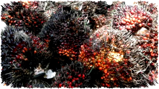 Rahasia Sawit yang Terabaikan, Dari Limbah Menjadi Nilai Ekonomi Tinggi