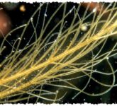 Rantai Makanan Laut Mulai Bergeser, Fitoplankton Kehilangan Gizi di Lautan Kutub Rantai Makanan Laut Mulai Bergeser, Fitoplankton Kehilangan Gizi di Lautan Kutub