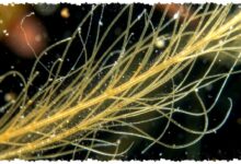 Rantai Makanan Laut Mulai Bergeser, Fitoplankton Kehilangan Gizi di Lautan Kutub