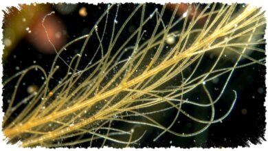 Rantai Makanan Laut Mulai Bergeser, Fitoplankton Kehilangan Gizi di Lautan Kutub