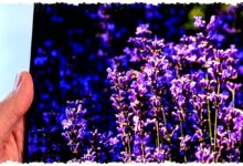 Rumor iPhone Fold Mengerucut, Engsel Cetak 3D Disiapkan Demi Lipatan Layar Nyaris Hilang Rumor iPhone Fold Mengerucut, Engsel Cetak 3D Disiapkan Demi Lipatan Layar Nyaris Hilang