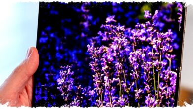 Rumor iPhone Fold Mengerucut, Engsel Cetak 3D Disiapkan Demi Lipatan Layar Nyaris Hilang Rumor iPhone Fold Mengerucut, Engsel Cetak 3D Disiapkan Demi Lipatan Layar Nyaris Hilang