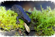 Salamander Jumbai Utara Eropa, Jambulnya Mirip Spinosaurus Tapi Populasinya Kian Turun