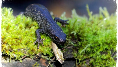 Salamander Jumbai Utara Eropa, Jambulnya Mirip Spinosaurus Tapi Populasinya Kian Turun Salamander Jumbai Utara Eropa, Jambulnya Mirip Spinosaurus Tapi Populasinya Kian Turun