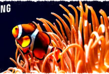 Samsung TV 2026 Kebagian Google Photos, Foto Pribadi Kini Tampil di Layar Besar