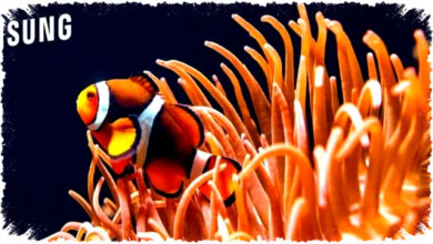 Samsung TV 2026 Kebagian Google Photos, Foto Pribadi Kini Tampil di Layar Besar Samsung TV 2026 Kebagian Google Photos, Foto Pribadi Kini Tampil di Layar Besar