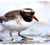 Shore Plover Cuma Tersisa 170 Ekor, Burung Langka Selandia Baru Ini Nyaris Hilang