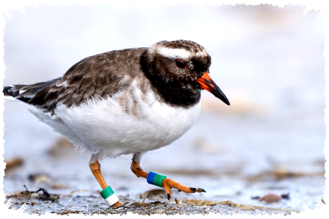 Shore Plover Cuma Tersisa 170 Ekor, Burung Langka Selandia Baru Ini Nyaris Hilang Shore Plover Cuma Tersisa 170 Ekor, Burung Langka Selandia Baru Ini Nyaris Hilang