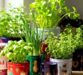 Sisa Dapur Jangan Dibuang, 10 Sayuran Ini Bisa Tumbuh Lagi dan Panen Berkali-Kali