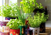 Sisa Dapur Jangan Dibuang, 10 Sayuran Ini Bisa Tumbuh Lagi dan Panen Berkali-Kali