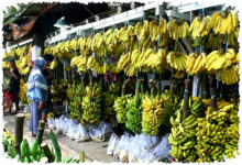 Suka Pisang Setiap Hari?, Ini Batas Aman dan Risiko Tersembunyinya Suka Pisang Setiap Hari?, Ini Batas Aman dan Risiko Tersembunyinya