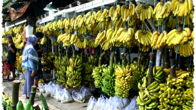 Suka Pisang Setiap Hari?, Ini Batas Aman dan Risiko Tersembunyinya