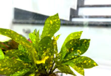 Taman Gantung Tanpa Tanah, Cara Paling Bersih Mengubah Sudut Sempit Jadi Hijau Estetik