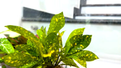 Taman Gantung Tanpa Tanah, Cara Paling Bersih Mengubah Sudut Sempit Jadi Hijau Estetik