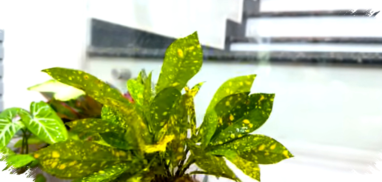 Taman Gantung Tanpa Tanah, Cara Paling Bersih Mengubah Sudut Sempit Jadi Hijau Estetik