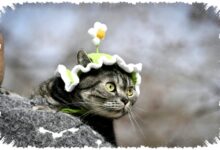 Tencent Luncurkan PetTV di China, Channel Streaming 24 Jam untuk Kucing dan Anjing Tencent Luncurkan PetTV di China, Channel Streaming 24 Jam untuk Kucing dan Anjing