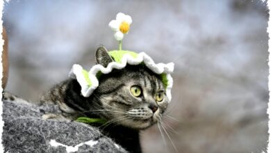 Tencent Luncurkan PetTV di China, Channel Streaming 24 Jam untuk Kucing dan Anjing