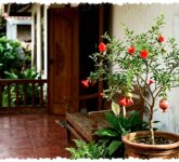 Teras Sempit Tak Harus Sesak, 7 Tanaman Buah Ini Tetap Rapi dan Mudah Diatur Teras Sempit Tak Harus Sesak, 7 Tanaman Buah Ini Tetap Rapi dan Mudah Diatur