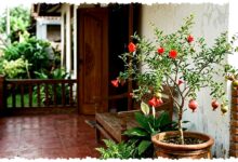 Teras Sempit Tak Harus Sesak, 7 Tanaman Buah Ini Tetap Rapi dan Mudah Diatur