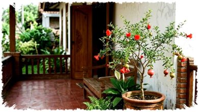 Teras Sempit Tak Harus Sesak, 7 Tanaman Buah Ini Tetap Rapi dan Mudah Diatur