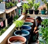 Ternak Lele di Lahan Sempit Tak Lagi Boros Air, Panen 40–50 Hari Justru Jadi Celah Cuan Ternak Lele di Lahan Sempit Tak Lagi Boros Air, Panen 40–50 Hari Justru Jadi Celah Cuan