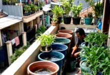 Ternak Lele di Lahan Sempit Tak Lagi Boros Air, Panen 40–50 Hari Justru Jadi Celah Cuan