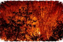 Thailand Utara Tersedak Asap, Darah di Tisu dan Mata Terbakar Mengungkap Krisis ini