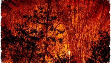 Thailand Utara Tersedak Asap, Darah di Tisu dan Mata Terbakar Mengungkap Krisis ini