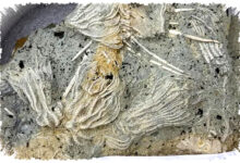 Warga Temukan Pompeii Zaman Jurassic, Ribuan Fosil Laut Purba Mengejutkan Ilmuwan