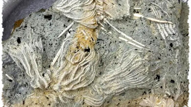 Warga Temukan Pompeii Zaman Jurassic, Ribuan Fosil Laut Purba Mengejutkan Ilmuwan