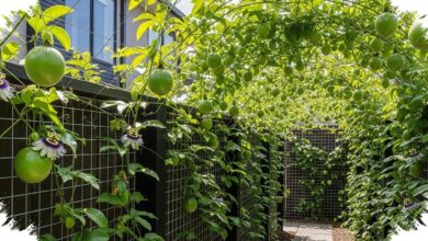 6 Ide Kebun Markisa Mini Ini Bikin Rumah Minimalis Lebih Asri, Buah Segar Bisa Dipetik Sendiri