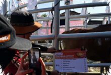 Tembus Rp 9 Miliar, Kurban Muhammadiyah Jateng Disulap Jadi Logistik Darurat untuk Daerah 3T